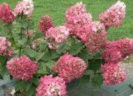 s-hydrangea-megamindy-sm