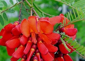 sesbaniya-tripeti0643196eb2c8f6eb79001