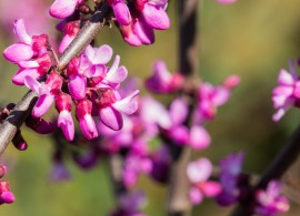 shutterstock_600048878