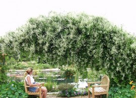 silver-lace-vine.-3