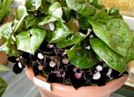 sizedasarum-maximum31293