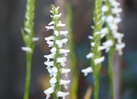 spiranthes_aestivalis_sommerwendelahre-10