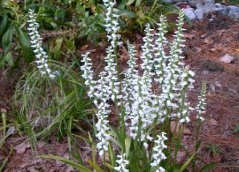 spiranthes_plant