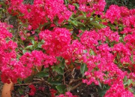 strawberry-dazzle-crape-myrtle-2-450w