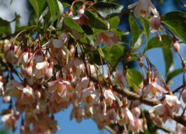 styrax-japonica-pink-chimes