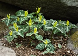 trillium_luteum_gaylepclement_lg
