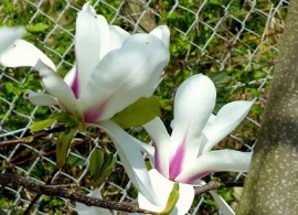 unnamed56
