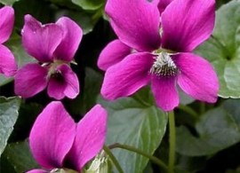 viola-sororia-rubra