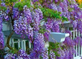 wisteria-af-1